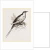 Tropic Bird by Anonymous