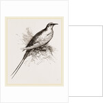 Tropic Bird by Anonymous