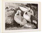 Pelicans by Anonymous