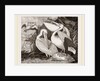 Pelicans by Anonymous