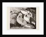 Pelicans by Anonymous