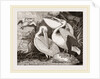 Pelicans by Anonymous