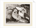 Pelicans by Anonymous