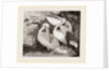 Pelicans by Anonymous