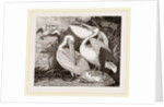 Pelicans by Anonymous