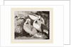 Pelicans by Anonymous