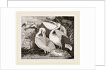 Pelicans by Anonymous