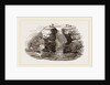 Fowlers of St Kilda by Anonymous