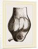 Gizzard of Gannet by Anonymous