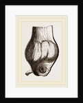 Gizzard of Gannet by Anonymous