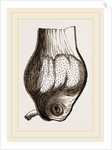 Gizzard of Gannet by Anonymous