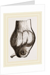 Gizzard of Gannet by Anonymous