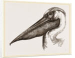 Head of Pelican by Anonymous