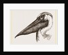 Head of Pelican by Anonymous