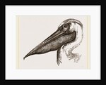 Head of Pelican by Anonymous