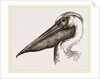 Head of Pelican by Anonymous