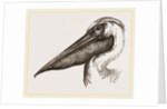 Head of Pelican by Anonymous