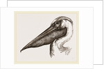 Head of Pelican by Anonymous