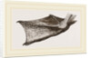 Foot of Pelican by Anonymous