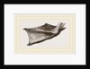 Foot of Pelican by Anonymous