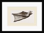 Foot of Pelican by Anonymous