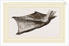 Foot of Pelican by Anonymous