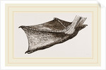 Foot of Pelican by Anonymous