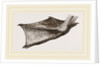 Foot of Pelican by Anonymous