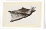 Foot of Pelican by Anonymous