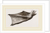 Foot of Pelican by Anonymous
