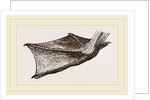 Foot of Pelican by Anonymous