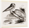 Pelican by Anonymous