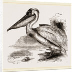 Pelican by Anonymous