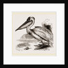 Pelican by Anonymous