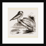 Pelican by Anonymous
