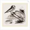 Pelican by Anonymous