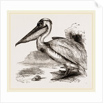 Pelican by Anonymous