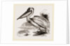 Pelican by Anonymous