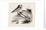 Pelican by Anonymous