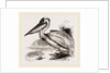 Pelican by Anonymous
