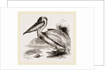 Pelican by Anonymous