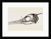Skull and Head of Cormorant by Anonymous