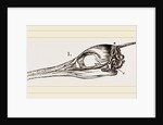 Skull and Head of Cormorant by Anonymous