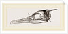 Skull and Head of Cormorant by Anonymous