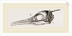 Skull and Head of Cormorant by Anonymous