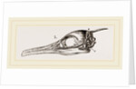 Skull and Head of Cormorant by Anonymous