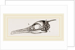 Skull and Head of Cormorant by Anonymous