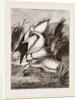 Pelicans by Anonymous