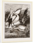 Pelicans by Anonymous