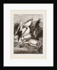 Pelicans by Anonymous